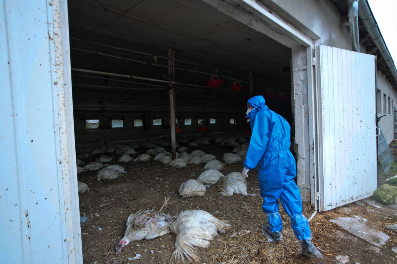 Un empleado entra en una granja de aves afectadas por el H5N8 en Glinik, Polonia. (EPA)