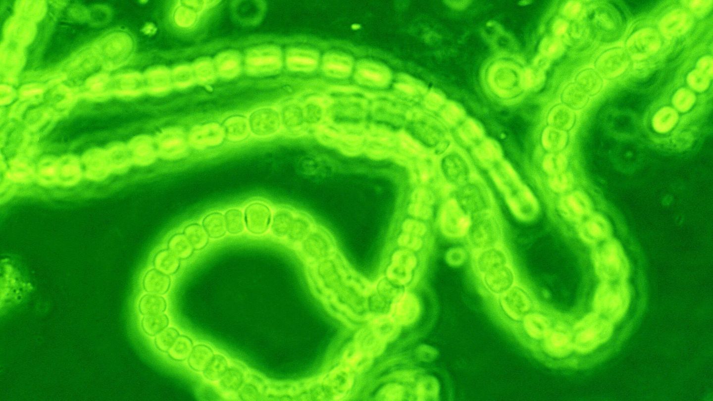 Cianobacterias como las de la imagen fueron las responsables del Gran Evento de Oxidación de la Tierra que permitió la evolución de vida compleja. (Josef Reischig/CC)