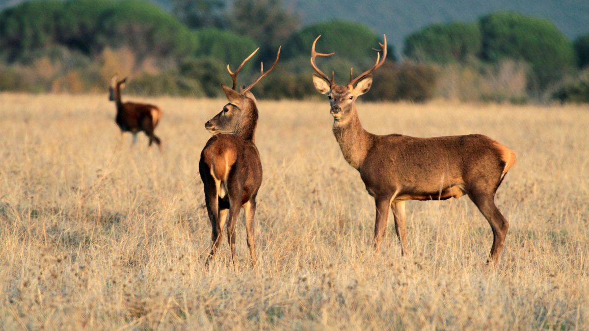 Portugal investiga la montería de la vergüenza: 540 animales abatidos por cazadores españoles