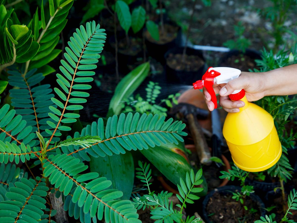 Foto: Los mejores insecticidas para las plagas de tus plantas (iStock)