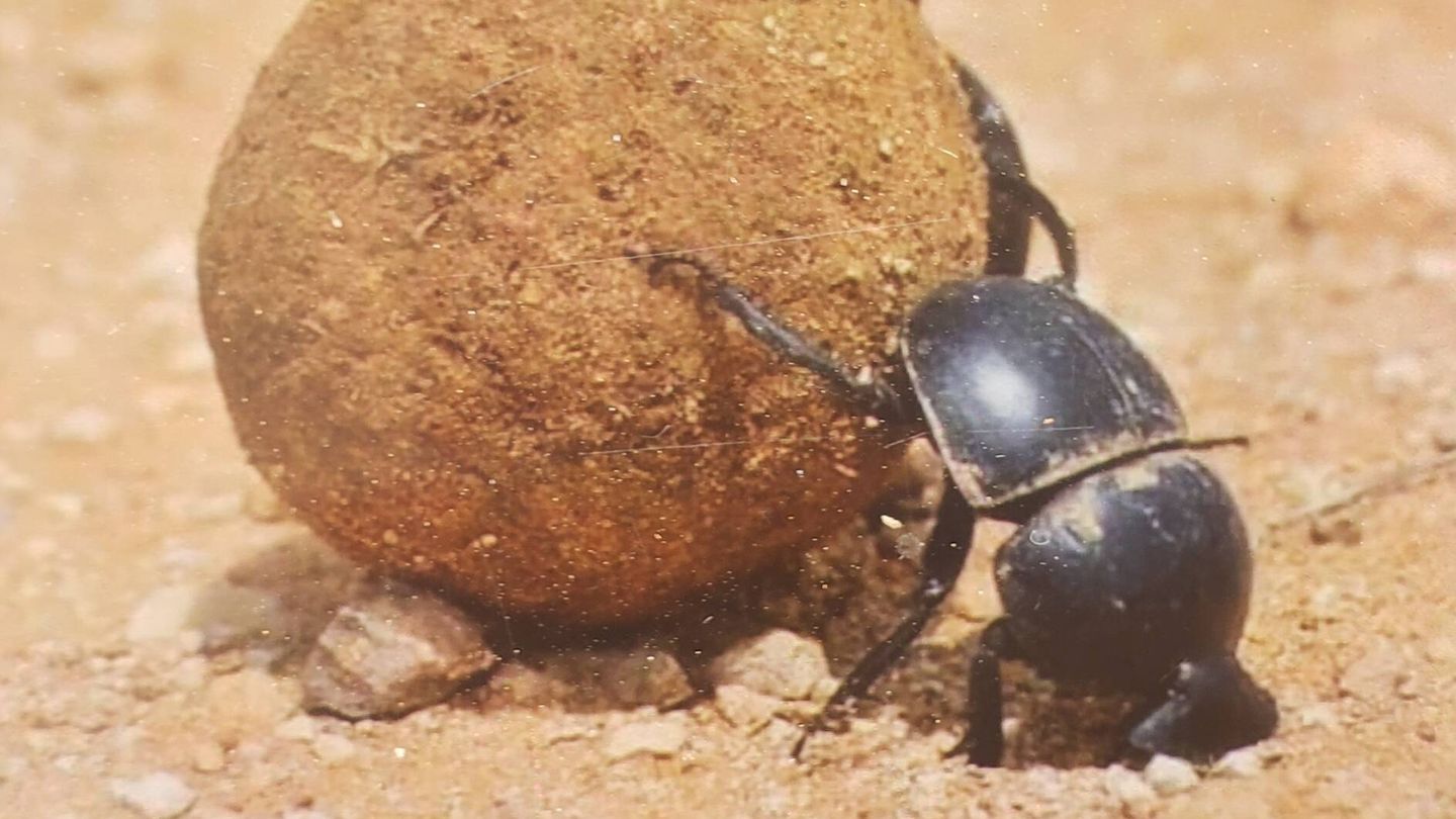 El escarabajo pelotero es uno de los insectos más afectados 