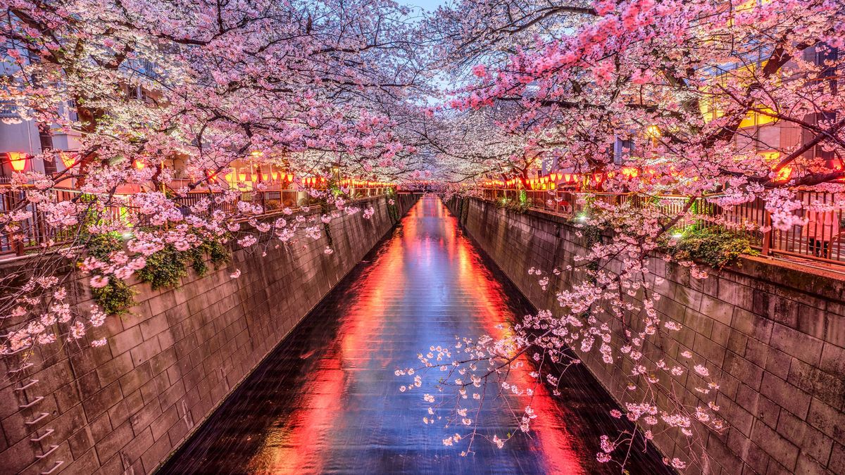 Cinco lugares de Japón para disfrutar de la flor del 'sakura' de Rosalía