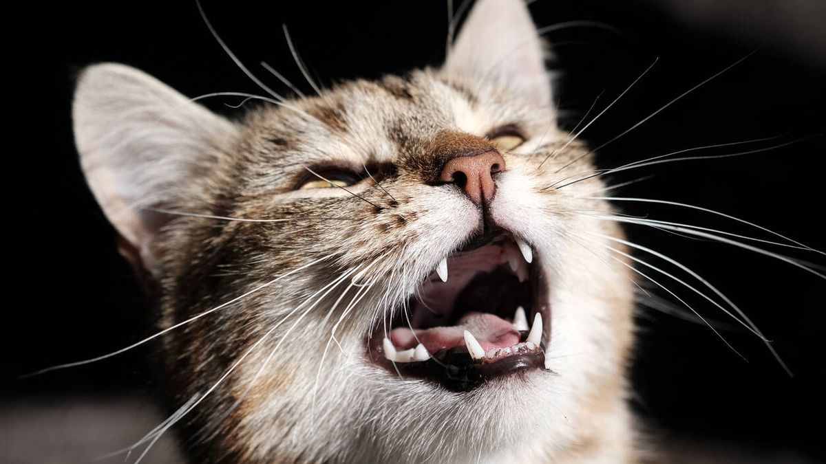 Este es el significado de los diferentes maullidos de gato: aprende a comunicarte con ellos