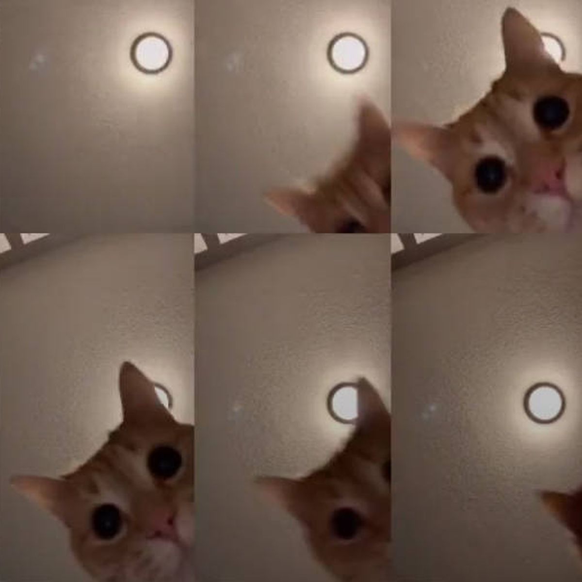 golf fuego Chirrido El gato de Tik Tok que arrasa en todo el mundo con un vídeo de solo 12  segundos