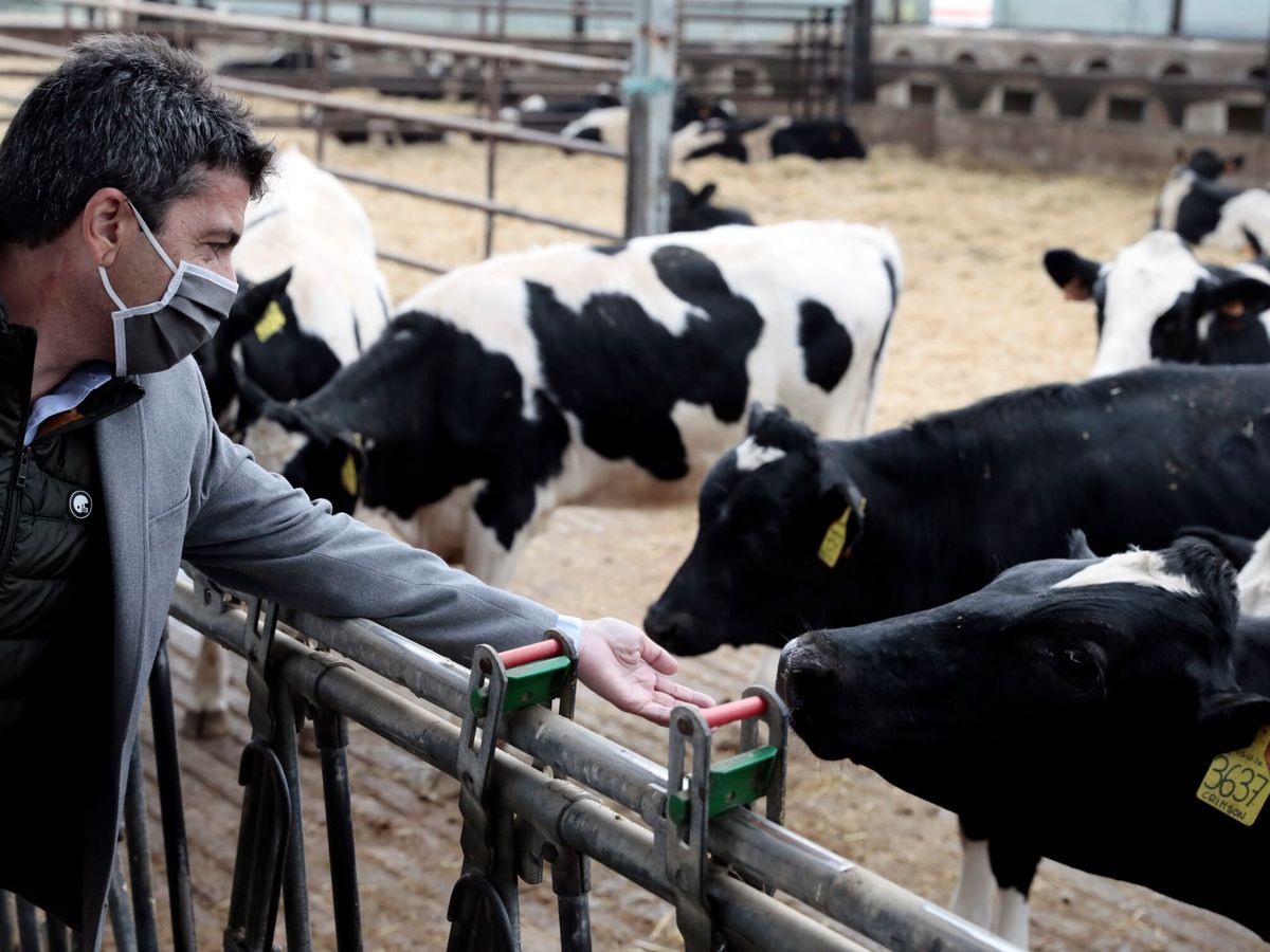 Foto: El presidente del PPCV, Carlos Mazón, visita las instalaciones de la granja More Holstein en Bétera. (EFE/Ana Escobar)