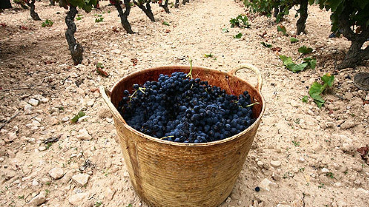 La cosecha 2009 de Rioja recibe la calificación 'Muy Buena'