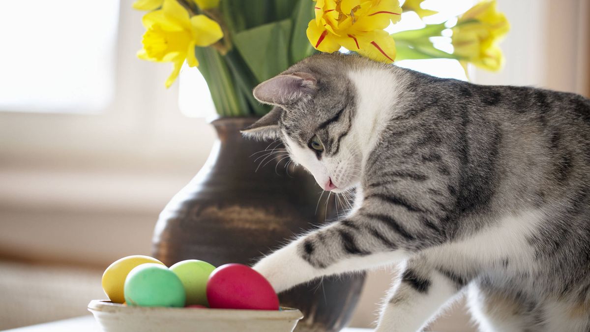 Por qué los gatos tienen la costumbre de tirar todas tus cosas de la mesa