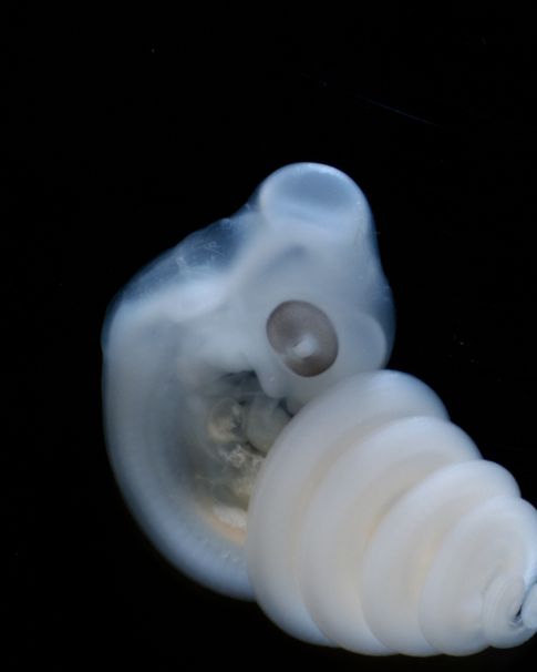 Foto: Un embrión de serpiente de  6 días. El hemipene (genitales) se puede ver cerca del final de la cola del embrión. (Patrick Tschopp)