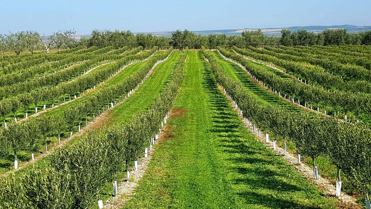 Una empresa catalana desarrolla un olivo que no necesita agua... ni subvenciones