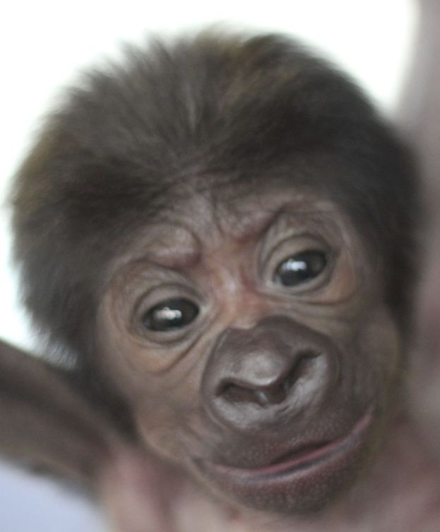 Foto: Una gorila nace por cesárea en el zoo de Bristol (EFE)