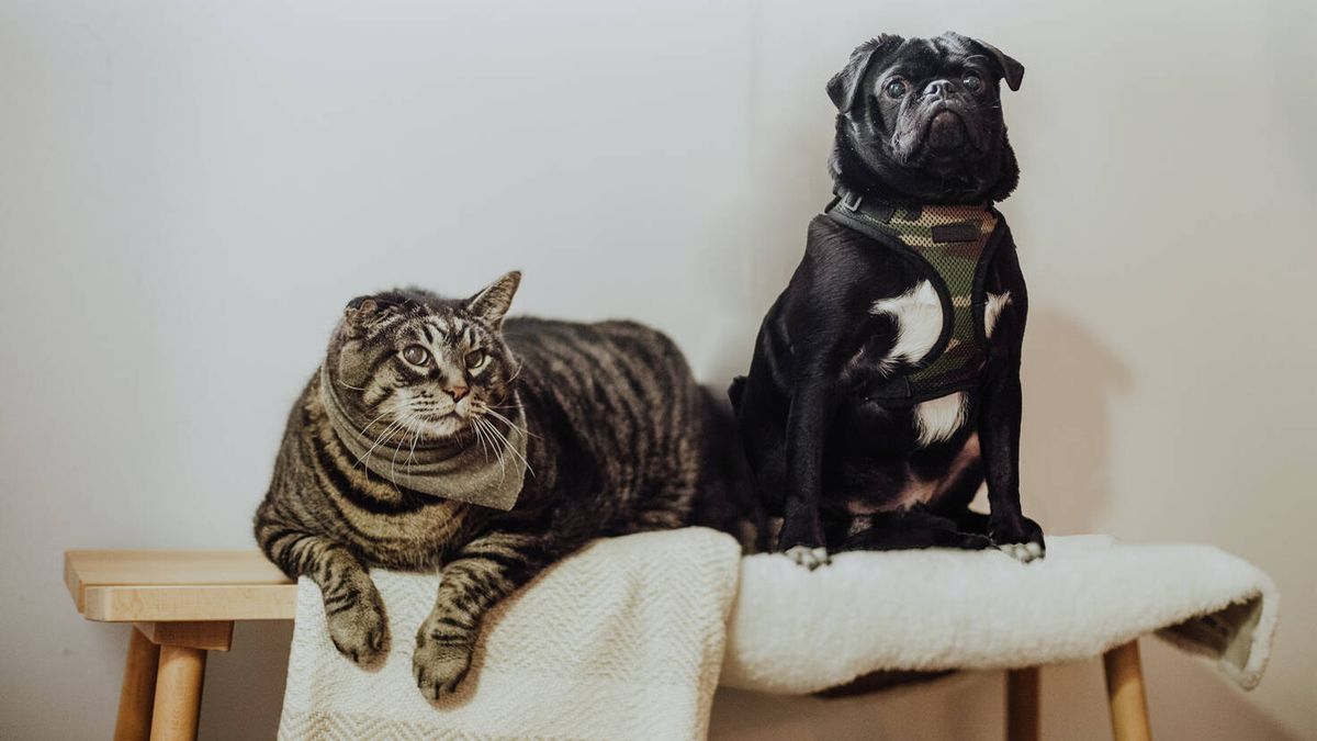 Chollos de Lidl para mascotas: disfruta de tu perro o gato este verano
