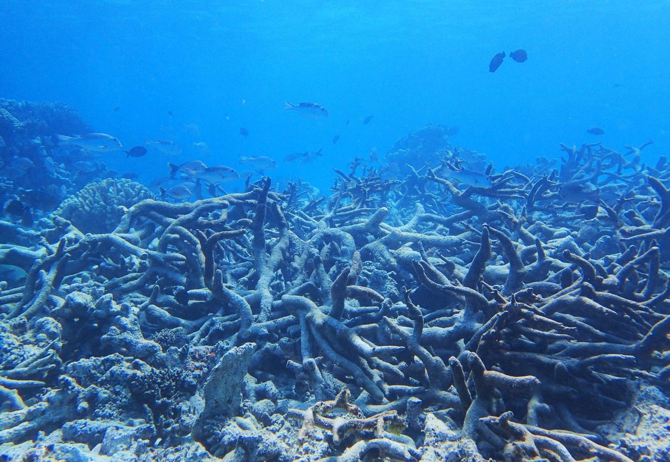 La Barrera de Coral de Australia se está muriendo por la acidificación de los océanos y el aumento de las temperaturas. (EFE)