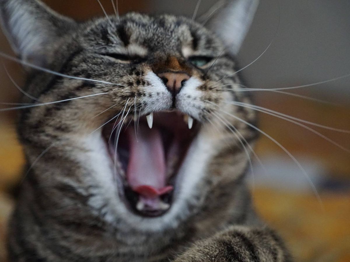 Foto: Los gatos usan el mismo tipo de veneno que el loris perezoso. Foto: Pixabay