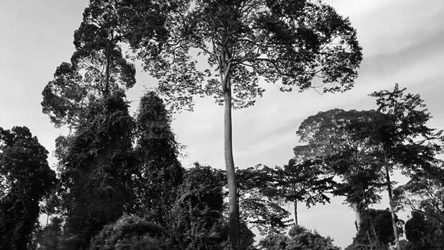 Una de las fotografías realizadas en 2012 en Borneo por Kate Middleton.
