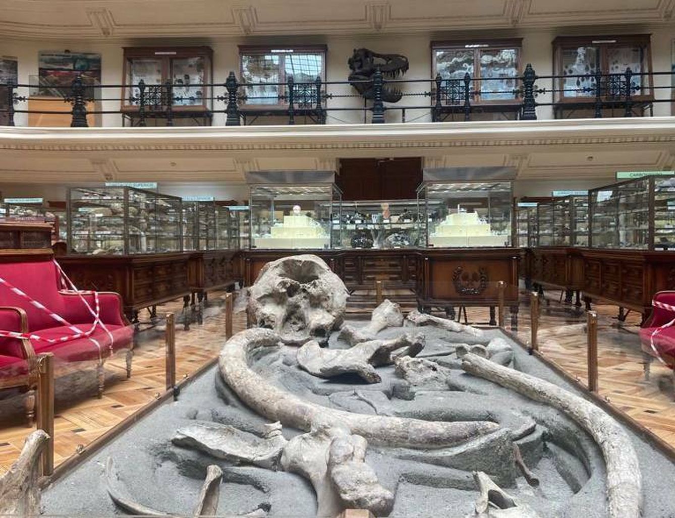 El mastodonte del Museo Geominero. (Andrea Farnós)