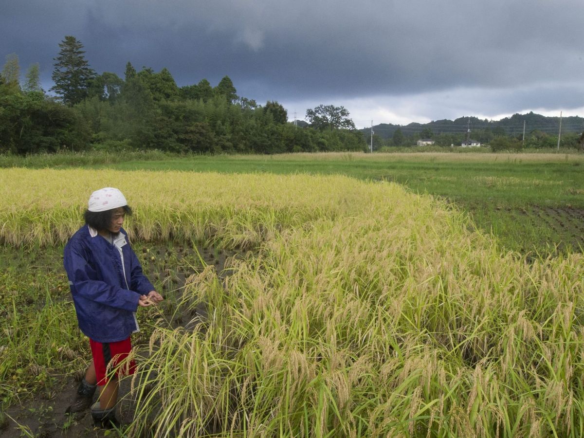 Foto: Plantación de arroz afectada por un hongo en Japón. (EFE/Everett Kennedy Brown)