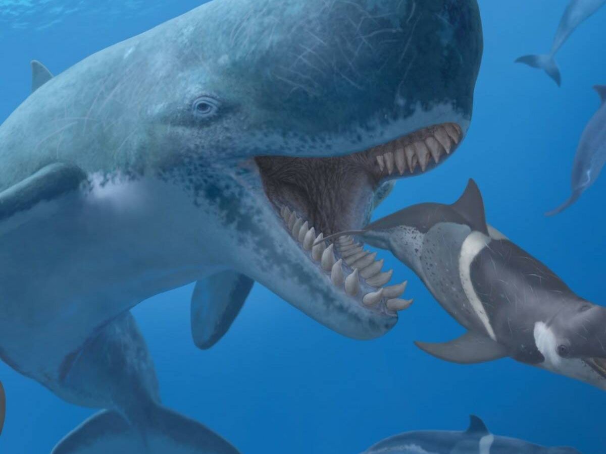 Foto: Durante siglos las ballenas fueron animales terroríficos 