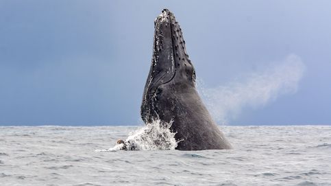 ¿Se puede sobrevivir a ser tragado por una ballena? Este hombre lo hizo