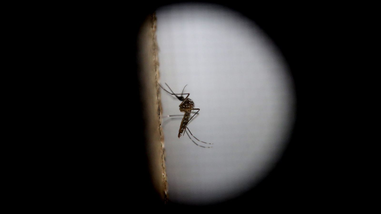 Foto: Mosquito de la variedad "aedes aegytpi", el cual transmite el virus del Zika, dengue y chikungunya. (Efe) 