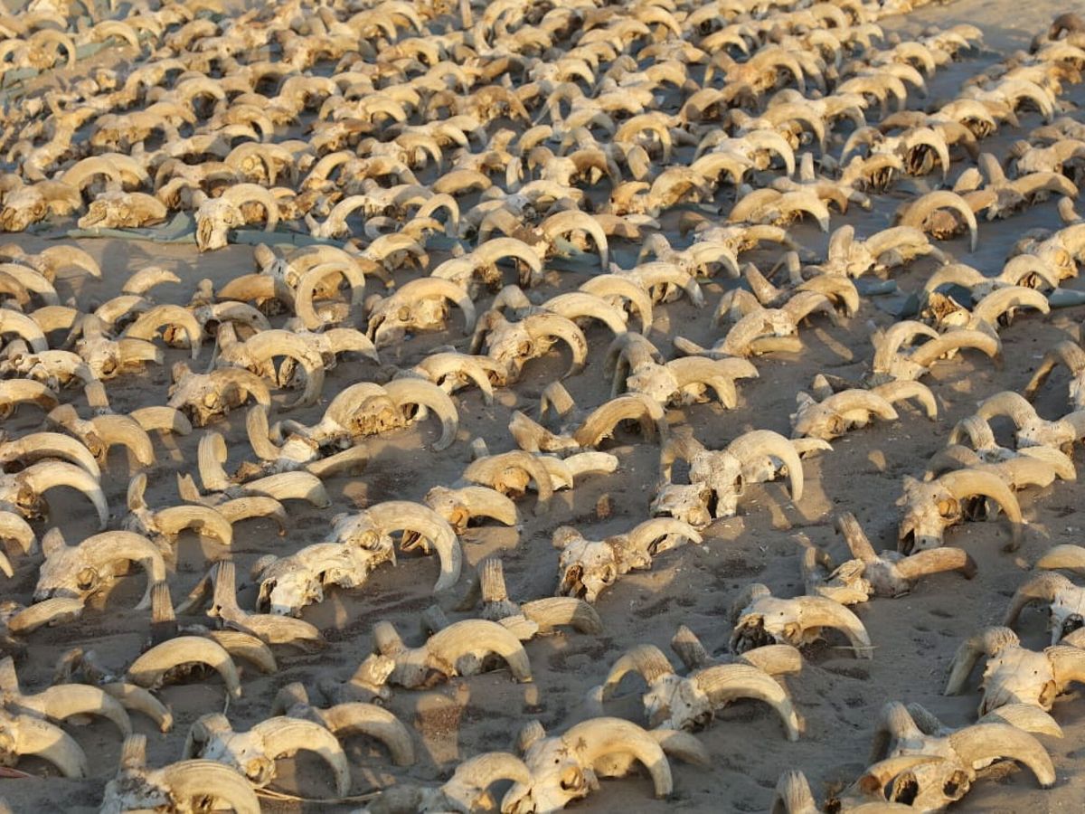Foto: Una vista de alrededor de 2.000 cabezas de carnero momificadas. (Reuters)