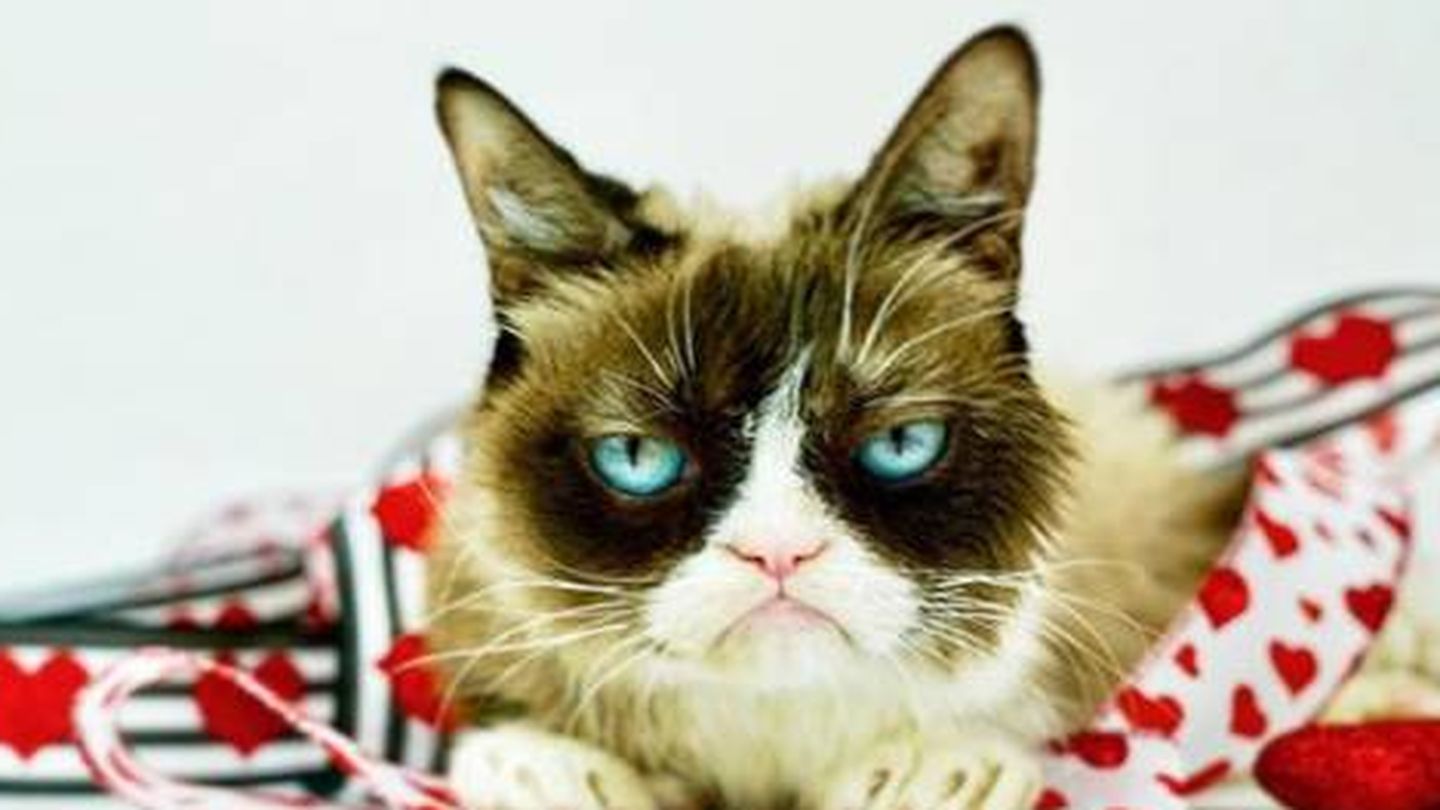 Grumpy Cat posa así de gruñona en su Instagram.