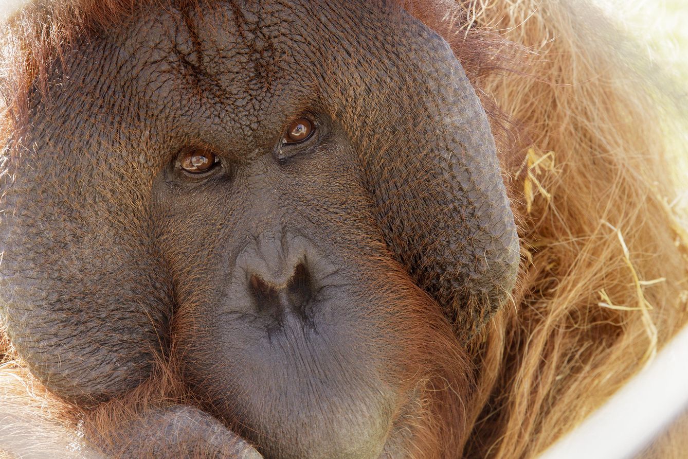 Boris, el orangután.