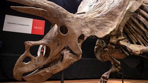 El Triceratops más grande del mundo, vendido por 6,65 millones de euros