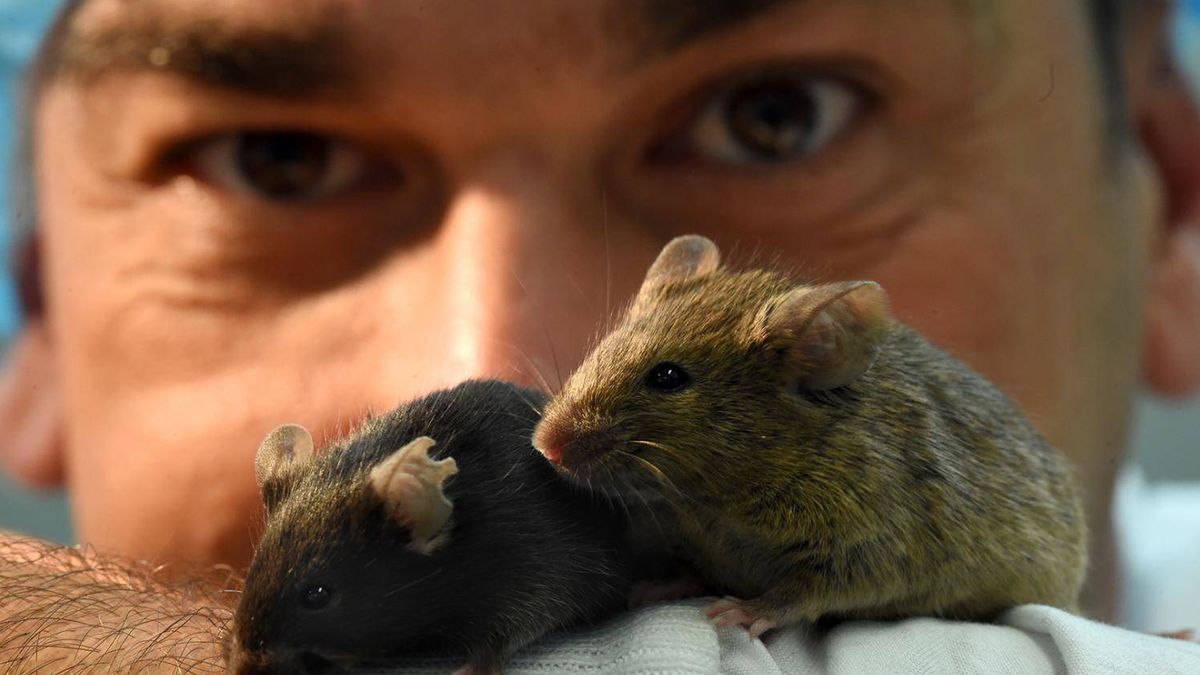 Logran curar la diabetes en ratones con un 'páncreas inyectable' creado en el laboratorio