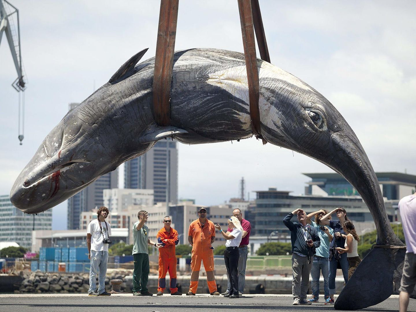 Un cachalote hembra de unos 10 metros de largo y unas 9 toneladas de peso fue encontrado muerto en la bahía de Santa Cruz de Tenerife (EFE)