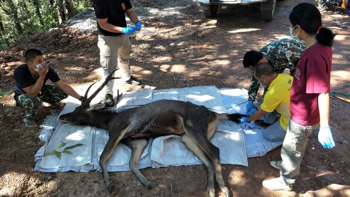 Encuentran muerto a un ciervo en Tailandia con 7 kilos de plástico en su estómago