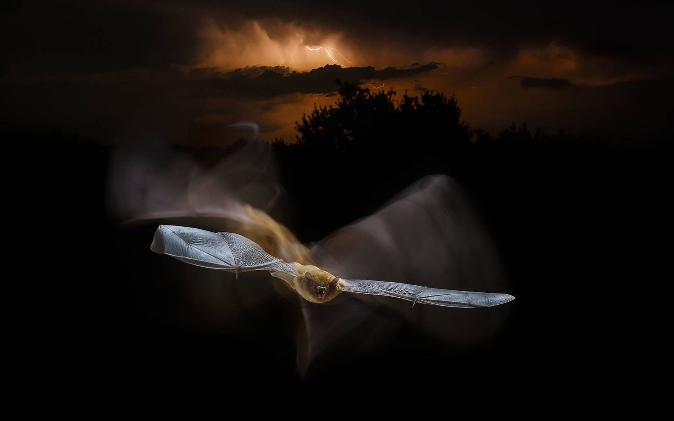 La famosa fotografía del murciélago y la tormenta, en un mismo fotograma, y sin edición alguna. (Mario Cea)