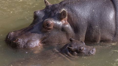 Colombia no sabe qué hacer con los 'hipopótamos de la cocaína'
