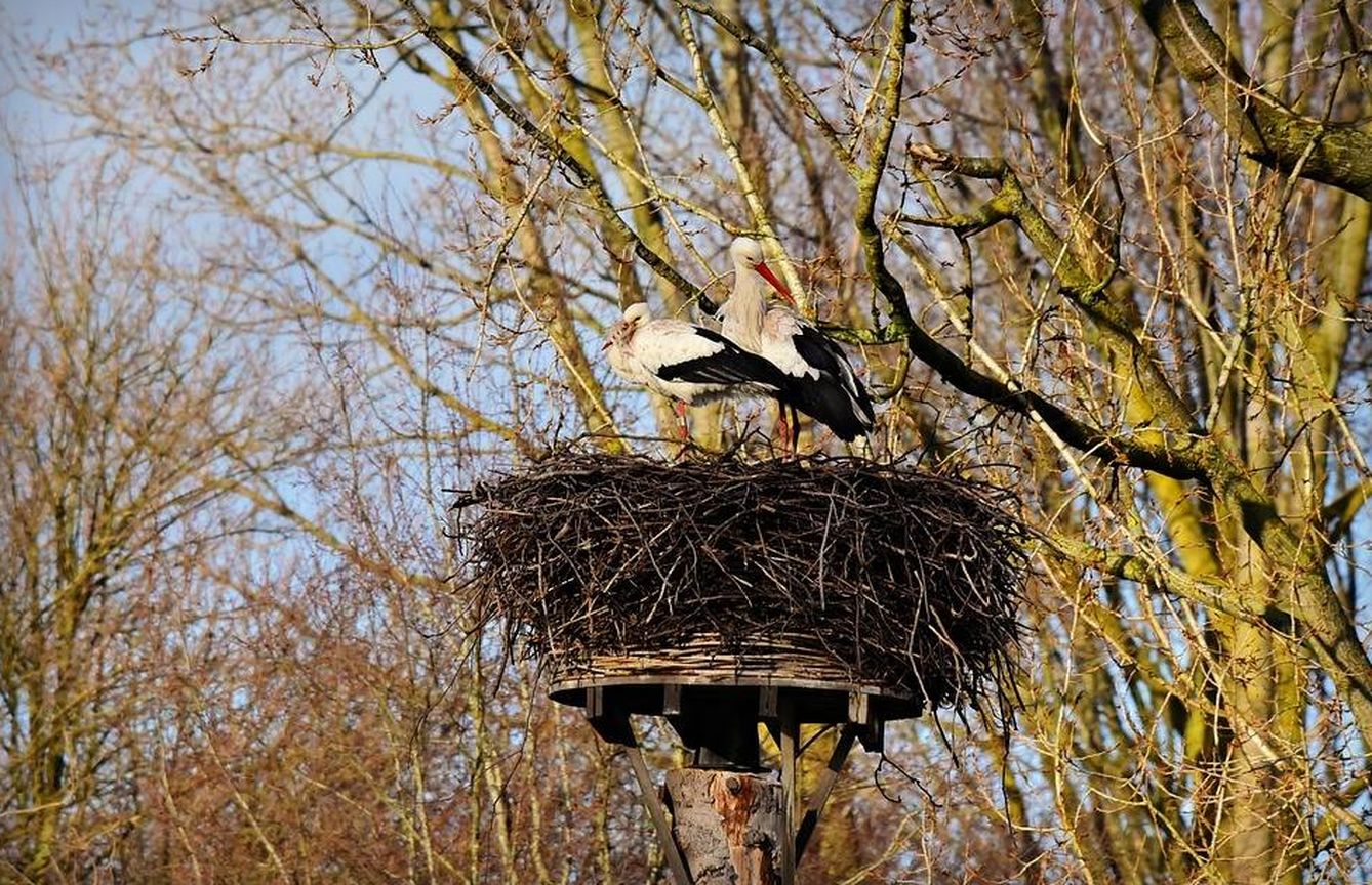 Una pareja de cigüeñas anidando en un nido construido en un poste para ese propósito. (Comunidad de Madrid)