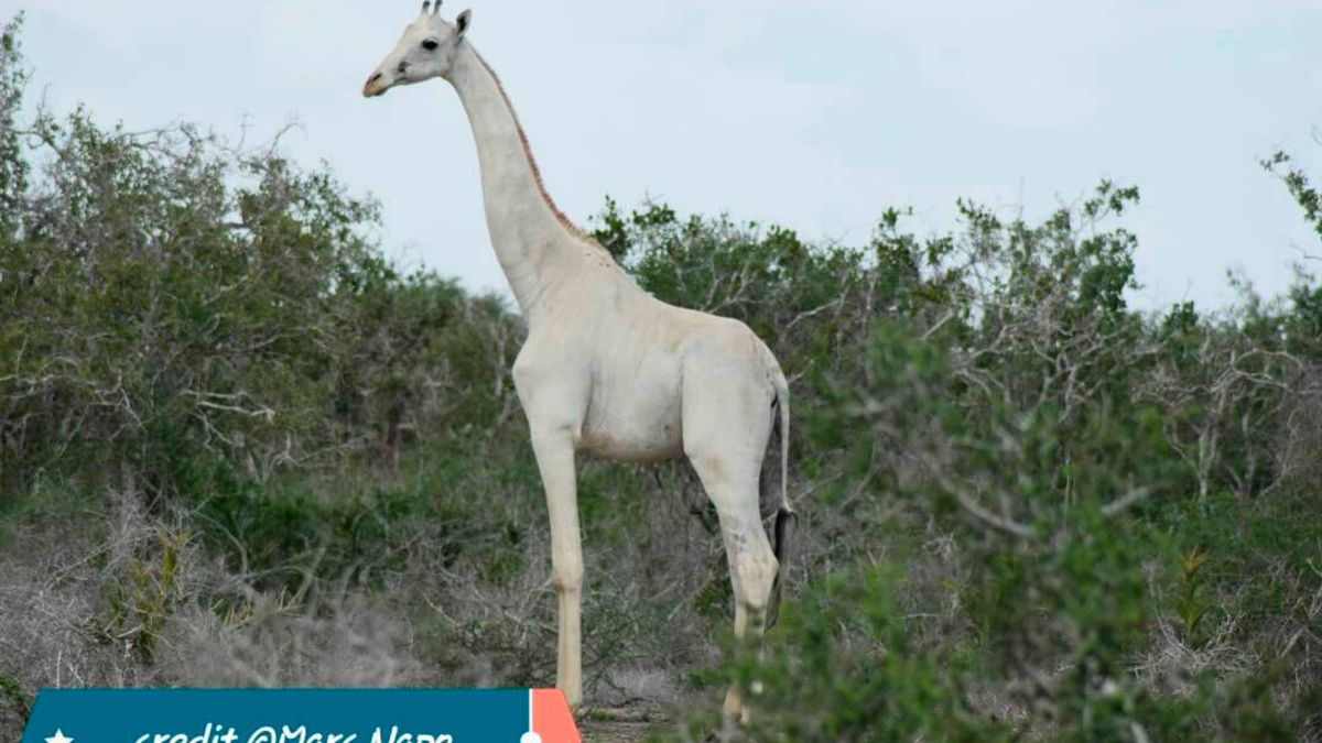 Cazadores furtivos matan a dos jirafas blancas en un santuario animal de Kenya