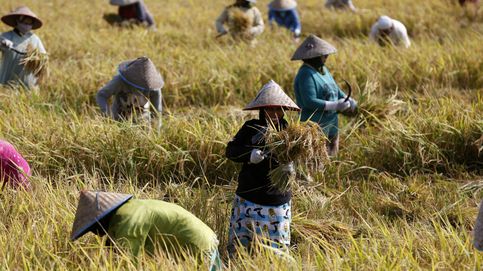 Cosecha de arroz en Indonesia y Chile Open de tenis: el día en fotos