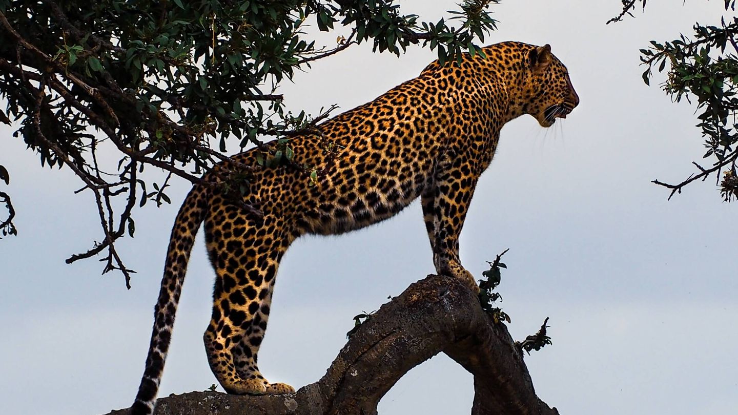 El éxito de la conservación del jaguar abre nuevas oportunidades para el ecoturismo (Unsplash)