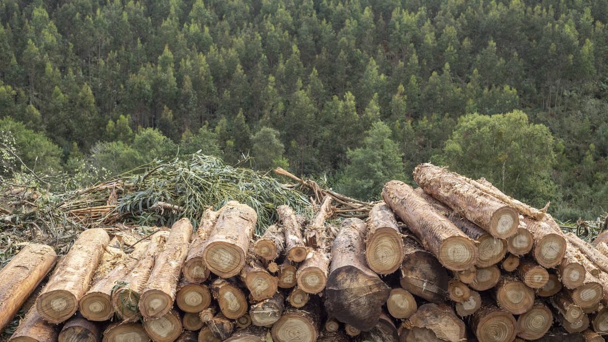Eliminar las ayudas a la biomasa primaria aumentará el riesgo de incendios