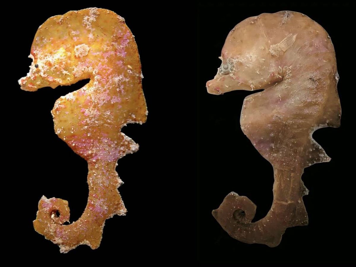 Pesquisadores identificam novo gênero de peixes em espécimes preservados em museu da Austrália
