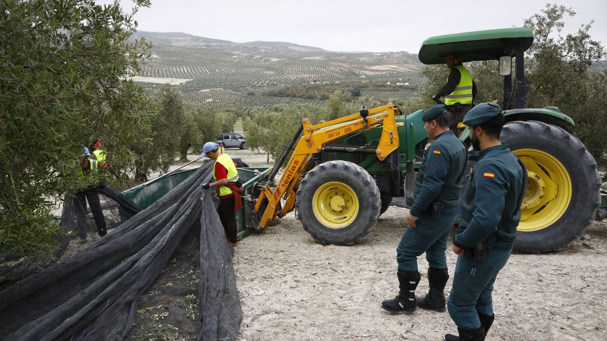 La Guardia Civil detiene a 11 personas por vender aceite de oliva adulterado al extranjero