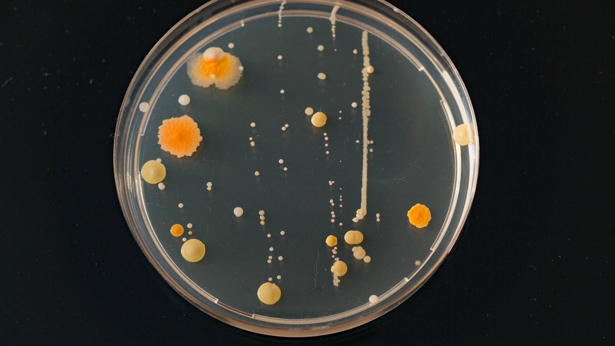 Crean 'ciborgs microbianos' que convierten a las bacterias en pilas de energía