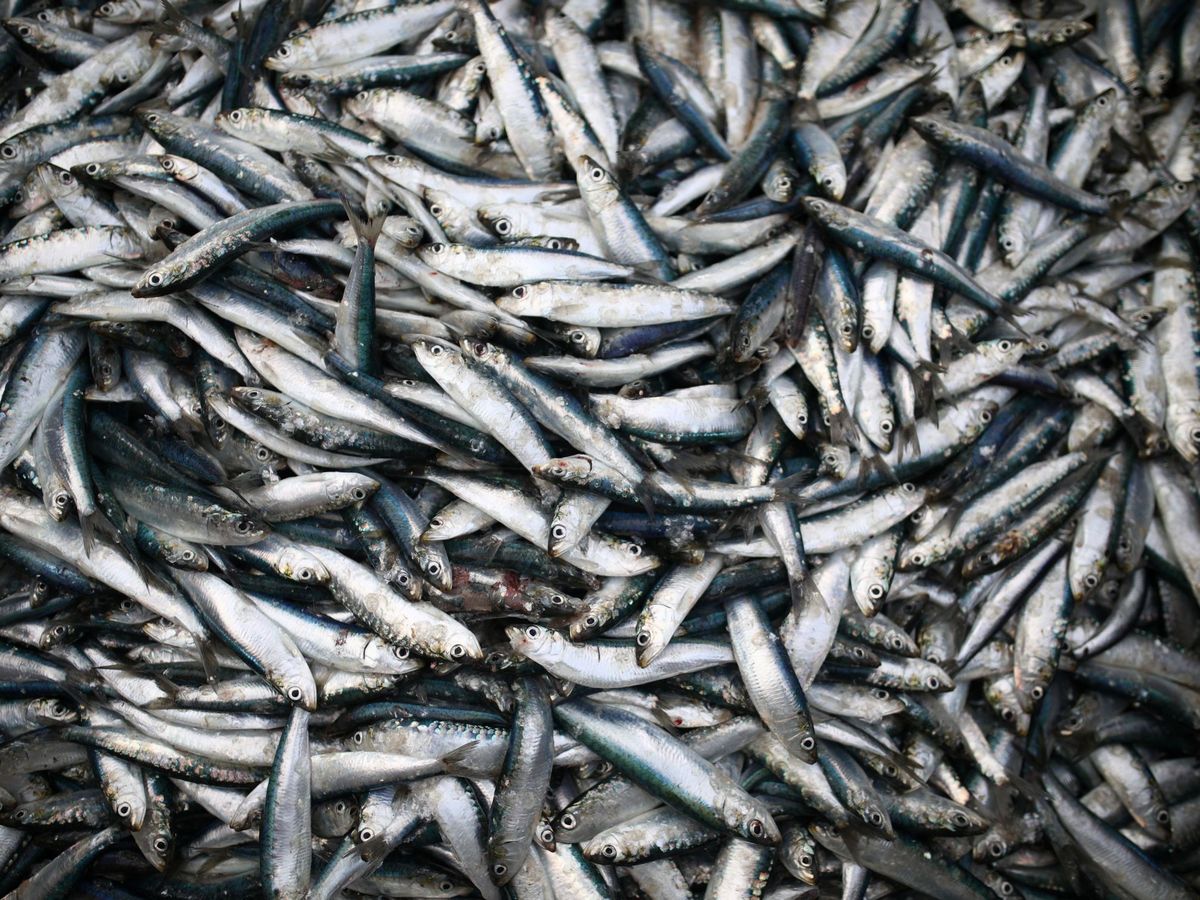 Foto: La sardina se encuentra entre las las especies más seguras para la salud. (Reuters/Tom Nicholson)