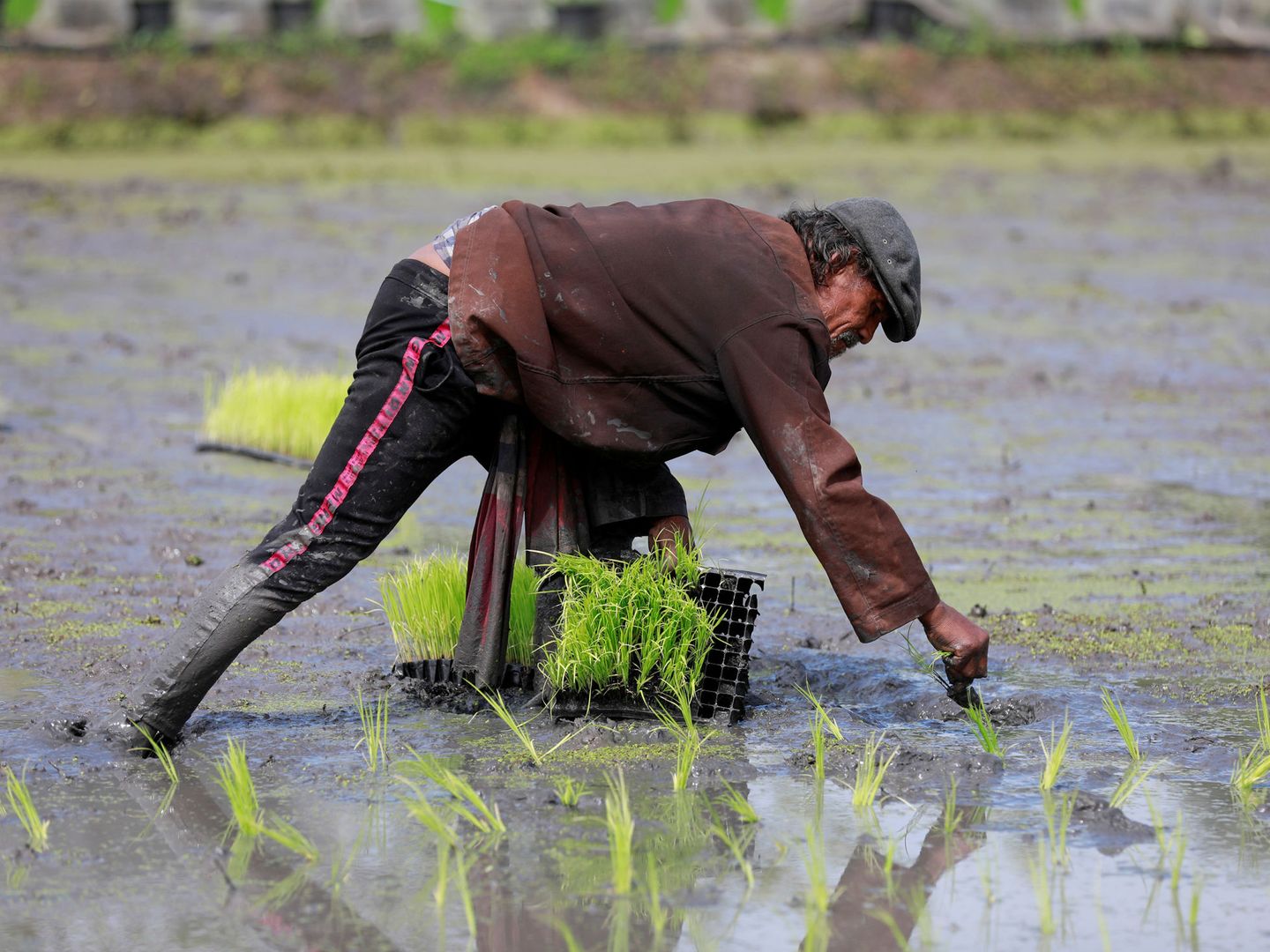 La inundación de los campos de arroz es  otra de las mayores fuentes de metano que existen. Foto: Reuters