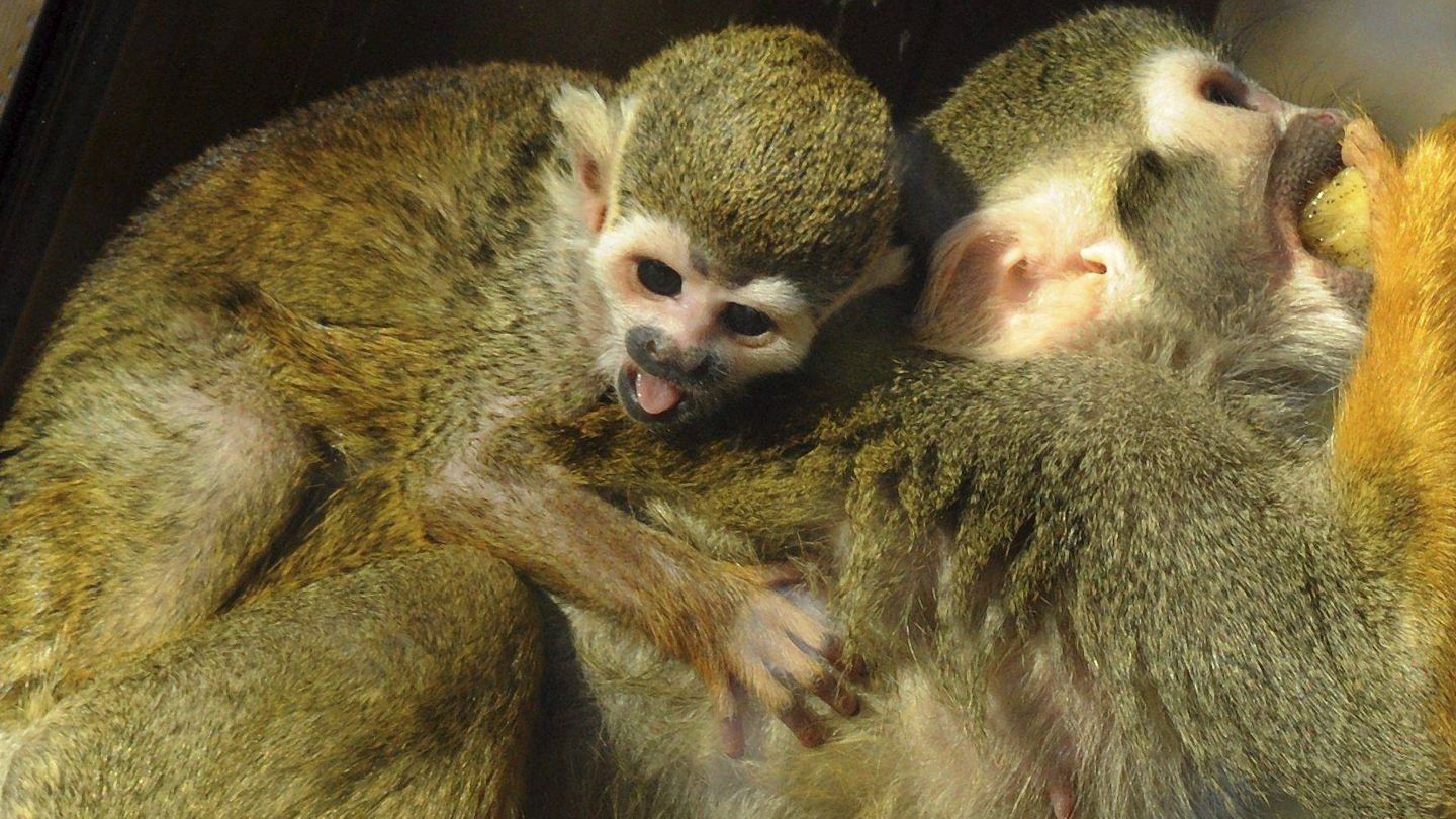Los monos ardilla no suelen pesar más de un kilo (EFE/Waltraud Grubitzsch)
