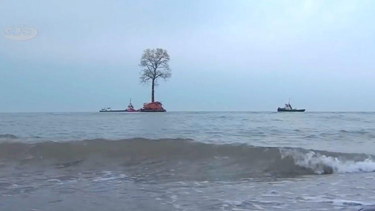 ¿Por qué cruza el mar Negro este árbol de 135 años, 650 toneladas y 40 metros de alto?