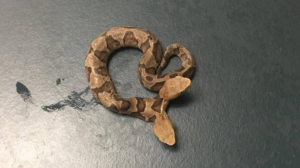 Aparece en Estados Unidos una rara serpiente venenosa de dos cabezas