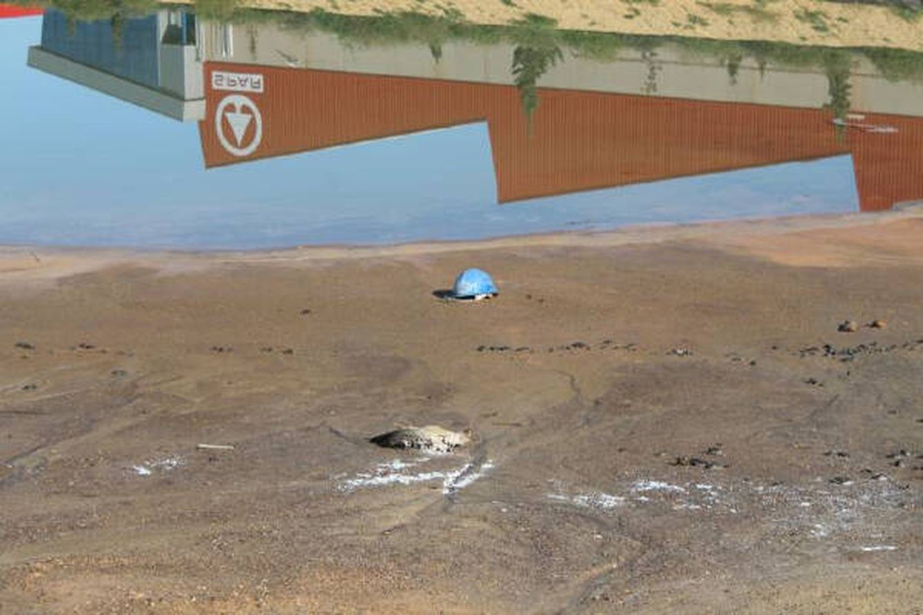 Dos aves muertas junto a las balsas de los terrenos de Zinsa. (Grupo Unidas Podemos-IU Verdes-Equo Cartagena)