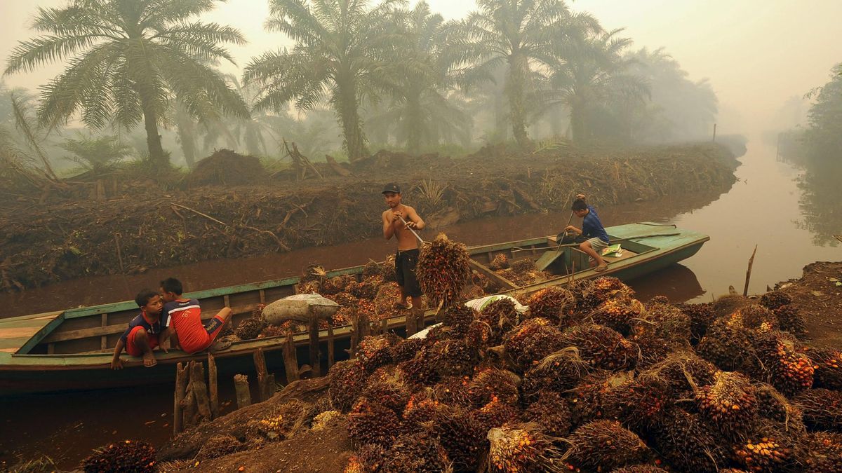 Aceite de palma: el lado oscuro del óleo más consumido del mundo
