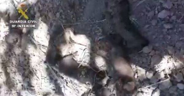 Foto: Hallan a seis cachorros enterrados en una finca de la Comarca del Bajo Aragón. (Guardia Civil)