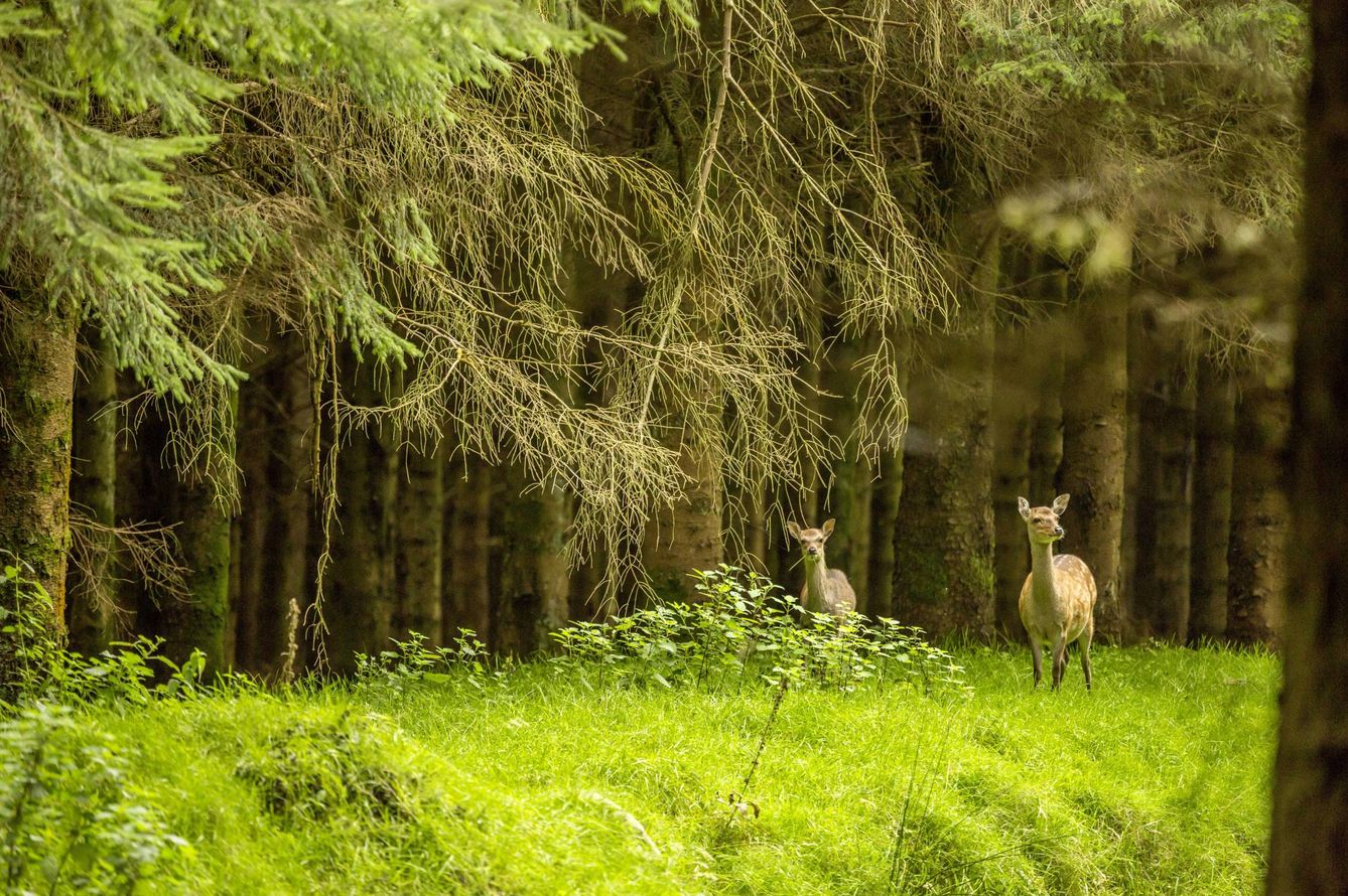 Irlanda ofrece parques naturales de vegetación agreste y fauna singular