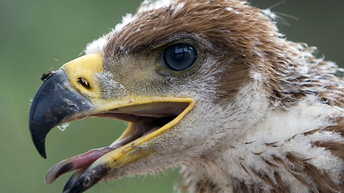 Casi 8.000 fotografías componen el primer atlas digital del águila imperial ibérica